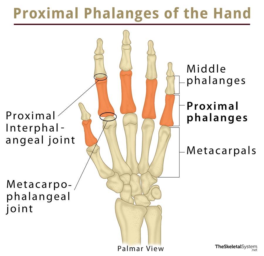 Proximal Phalanx Definition Location Anatomy Diagram The Skeletal 