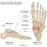 Femur Definition Location Anatomy Functions Diagrams Hot Sex Picture