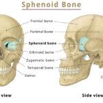 Frontal Bone Location Functions Anatomy Diagram