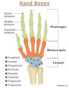 Hand Bones Names Structure With Labeled Diagrams