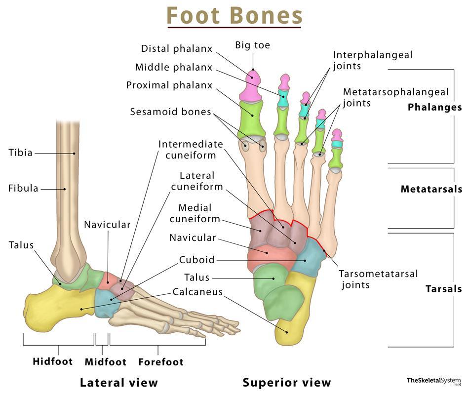 Foot Bones Names Anatomy Structure Labeled Diagrams