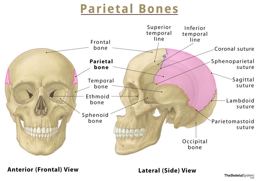 Parietal Bone Location Functions Anatomy Diagram The Best Porn Website