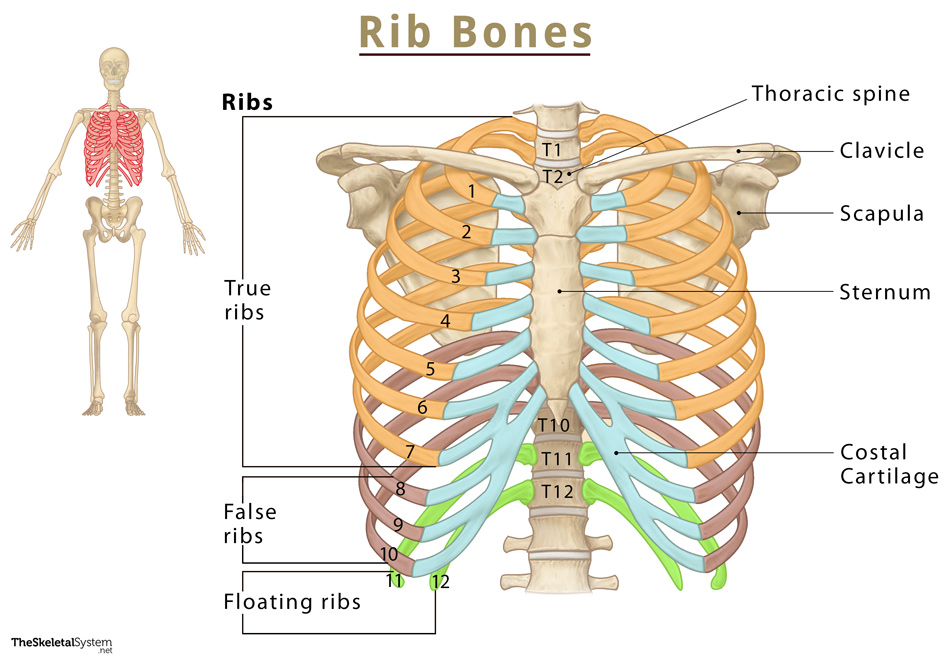 Anatomy Rib Cage Labeled Solved Drag The Labels Onto The Diagram To