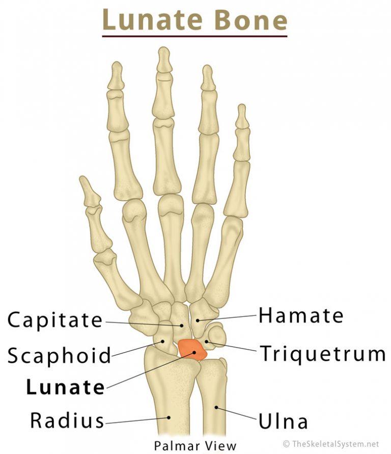 Lunate Bone: Definition, Location, Anatomy, Function, Diagram | The ...