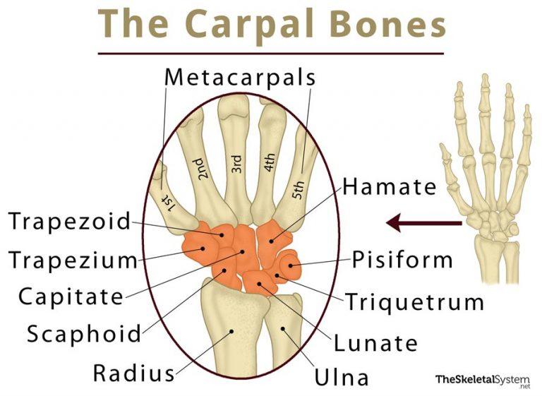 carpal-bones-wikiwand