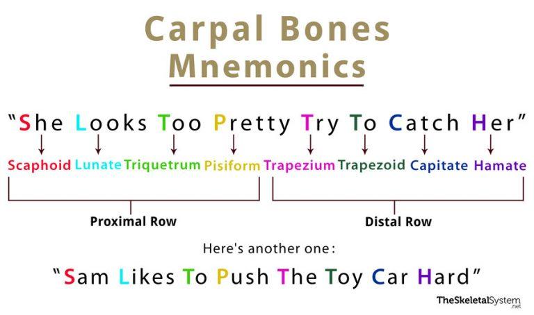 Carpal Bones: Definition, Location, Anatomy, Diagram