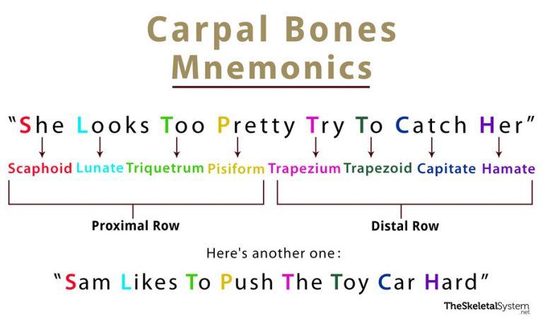 Hand Bone Anatomy Mnemonic