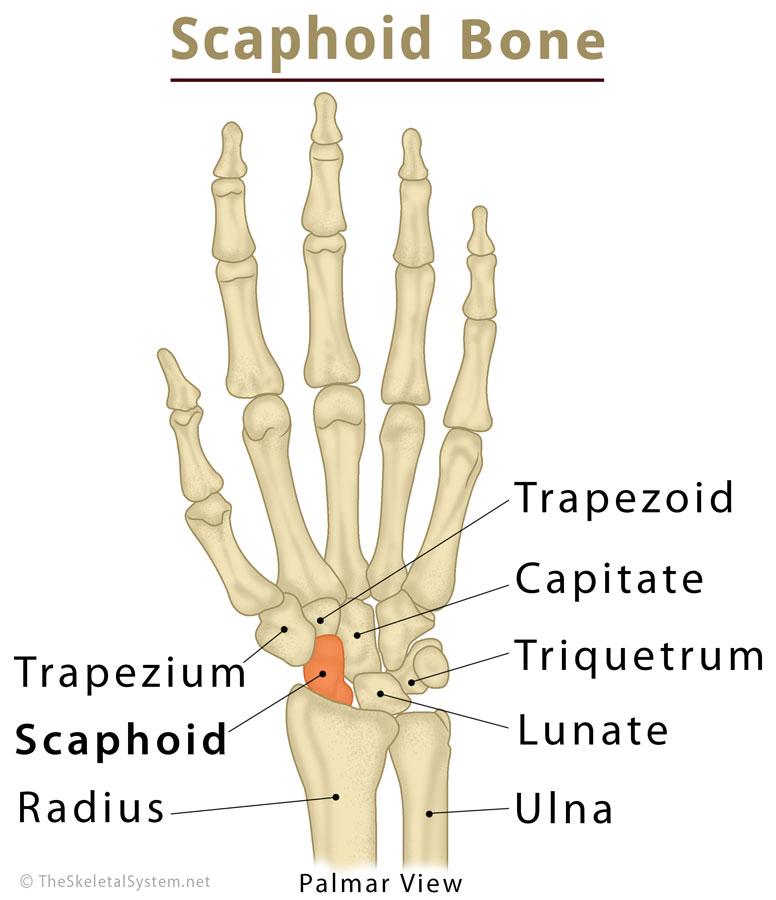 Scaphoid Bone Definition Location Anatomy Diagram The Skeletal System