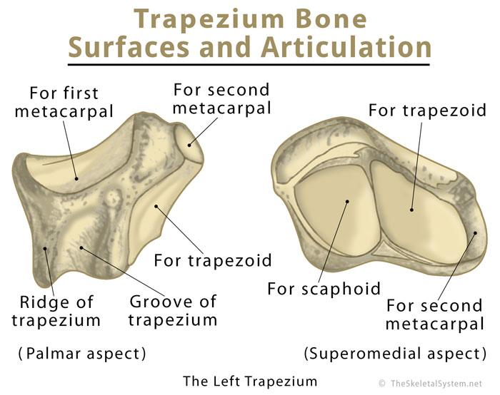 Trapezium Bone