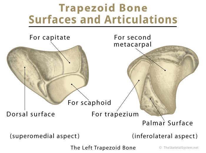 Trapezoid Bone