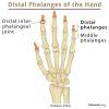 Proximal Phalanx: Definition, Location, Anatomy, Diagram