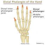 Radius: Definition, Location, Functions, Anatomy, Diagram