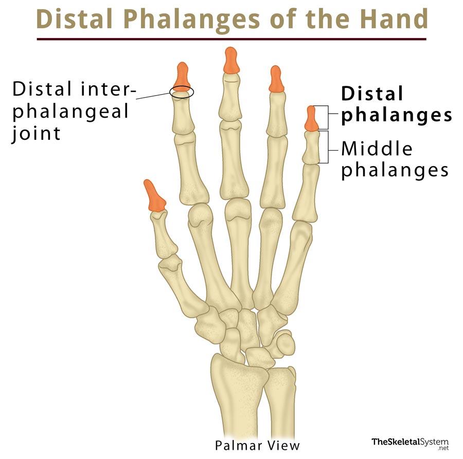 Distal Phalanx Definition Location Anatomy Diagram