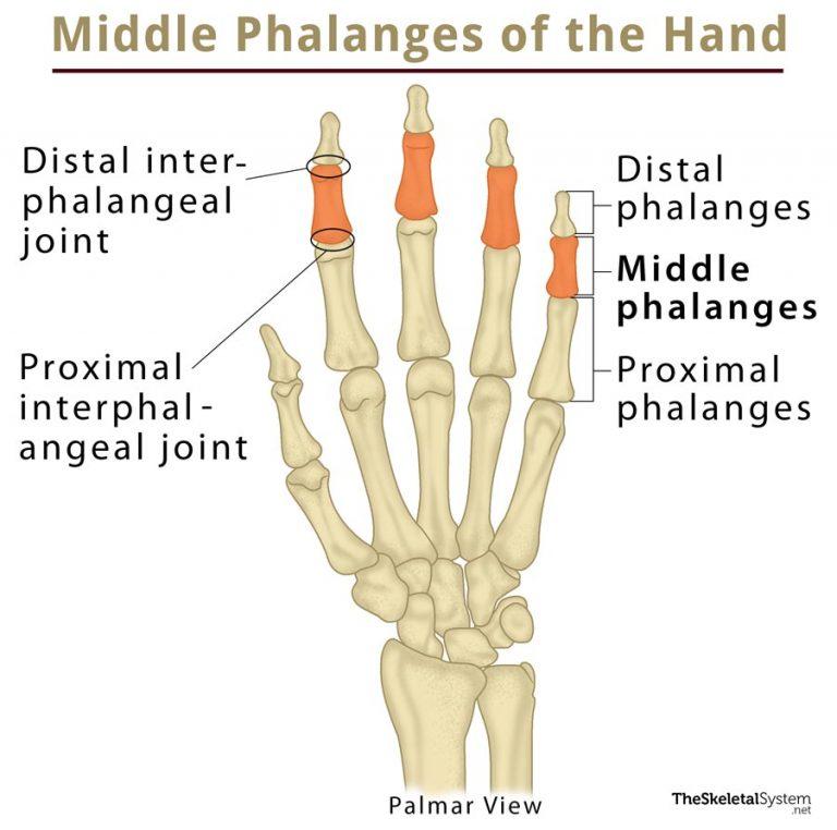 Pisiform Bone Definition, Location, Anatomy, Functions, & Diagram