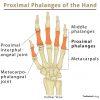 Ulna: Definition, Location, Anatomy, Functions, Diagram