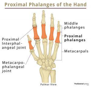 Proximal Phalanx: Definition, Location, Anatomy, Diagram