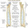 Radius Definition Location Functions Anatomy Diagram