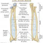 Radius: Definition, Location, Functions, Anatomy, Diagram