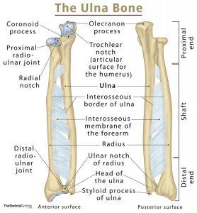 Ulna – Definition, Location, Anatomy, Functions, Labeled Diagram