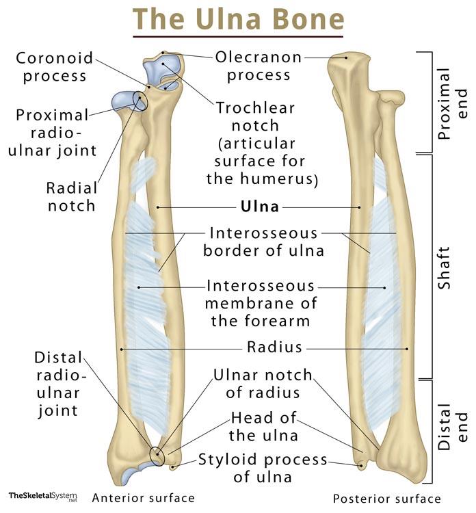 human radius and ulna