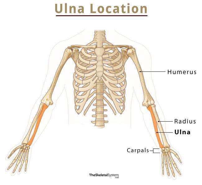 radius and ulna and humerus