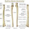 Trapezium Bone Definition, Location, Anatomy, Diagram