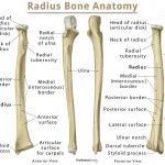 Lunate Bone: Definition, Location, Anatomy, Function, Diagram