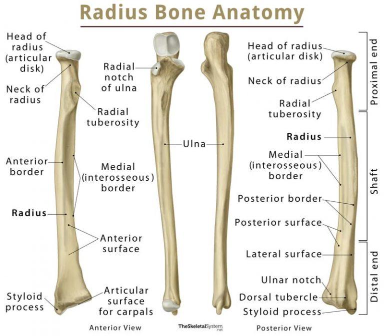 Diagram Of A Radius