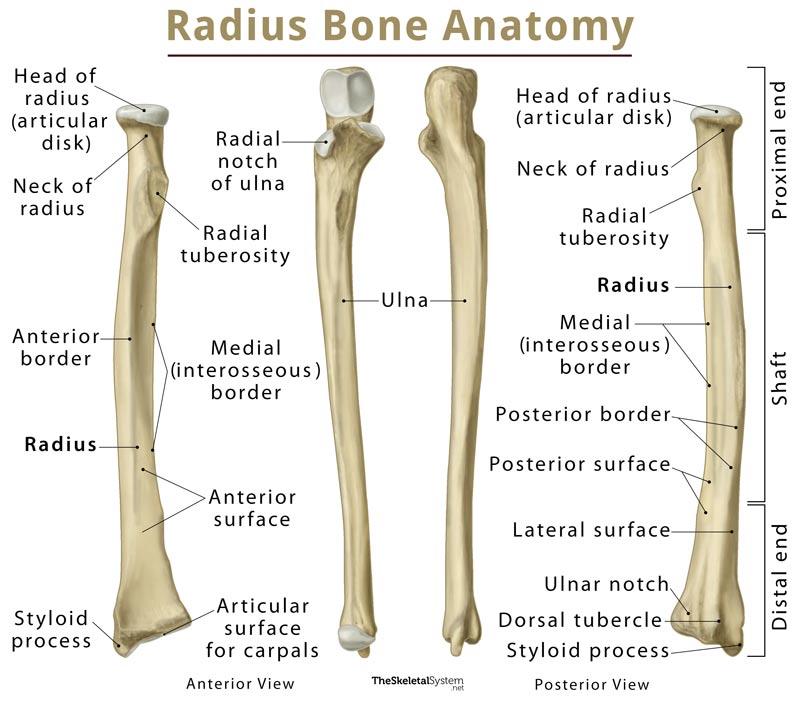 Radius Definition Location Functions Anatomy Diagram