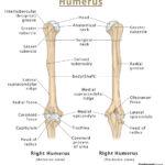 Ulna – Definition, Location, Anatomy, Functions, Labeled Diagram