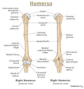 Humerus – Definition, Location, Anatomy, Functions, and Diagram