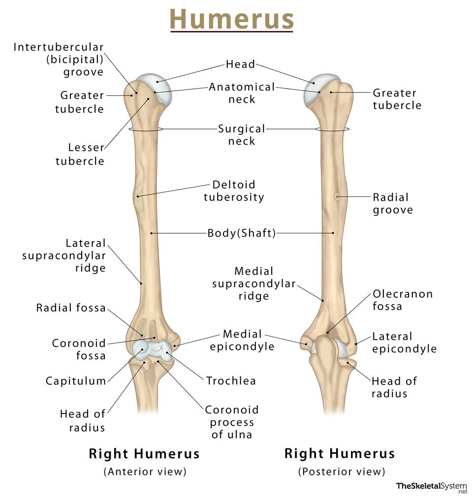 Humerus Definition, Location, Anatomy, Functions, and Diagram