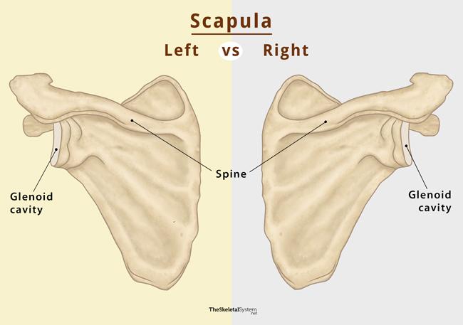 labeled scapula bone