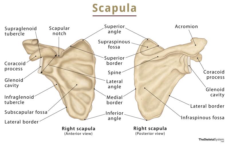 Scapula (Shoulder Blade): What It Is, Anatomy & Function