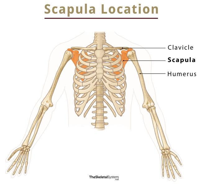 Pectoral Girdle : This consists of two bones, the Scapula and Clavicle 