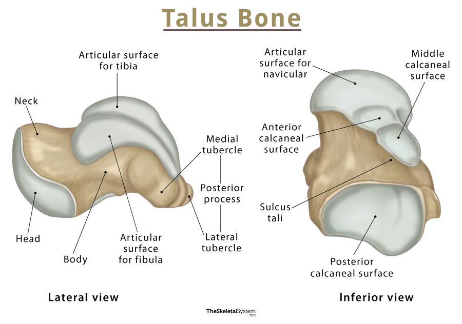 Illustration Of The Talus Bone This Lateral View Labelled Illustration The Best Porn Website 5490