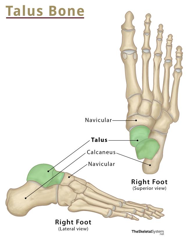 Talus Bone Definition Location Anatomy Diagrams