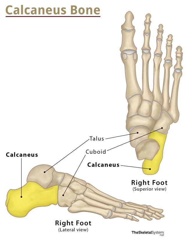 right foot bones