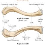 Ulna – Definition, Location, Anatomy, Functions, Labeled Diagram