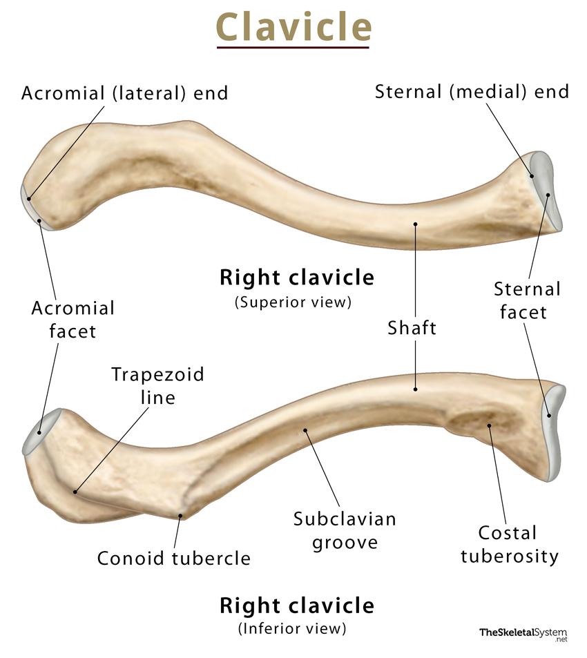 Scapula (Shoulder Blade) – Anatomy, Location, & Labeled Diagram