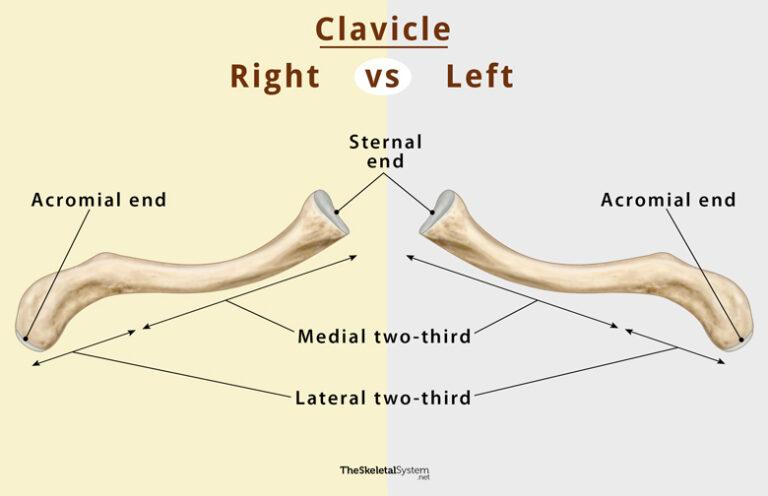 Clavicle (Collarbone) - Location, Anatomy, & Labeled Diagram