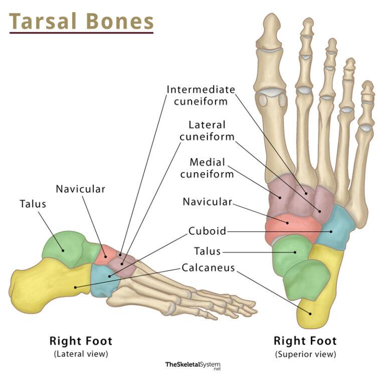 Tarsal Bones Definition