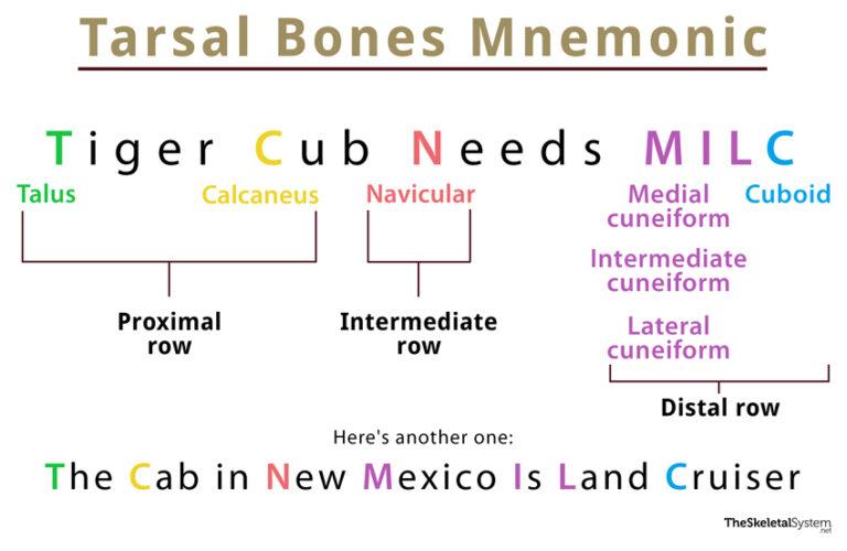 Tarsal Bones Mnemonic