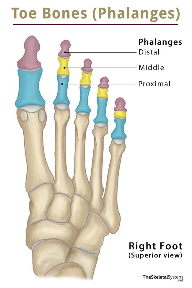 Toe Bones (Phalanges of the Foot) – Anatomy, Location, & Diagram