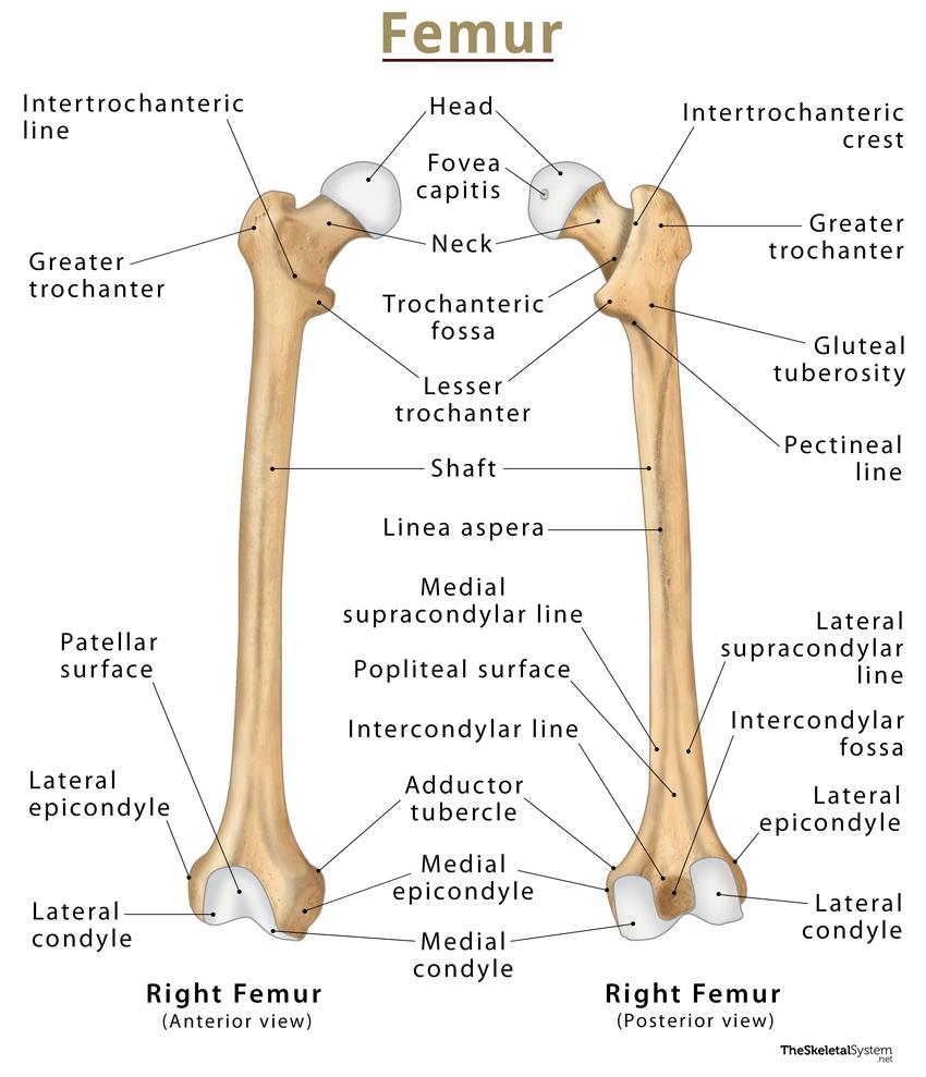 Femur Definition Location Anatomy Functions Diagrams