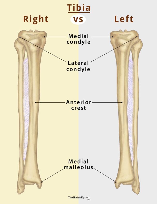 Tibia Shin Bone Definition Location Anatomy Diagrams