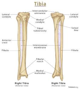 Tibia (Shin Bone): Definition, Location, Anatomy, & Diagrams