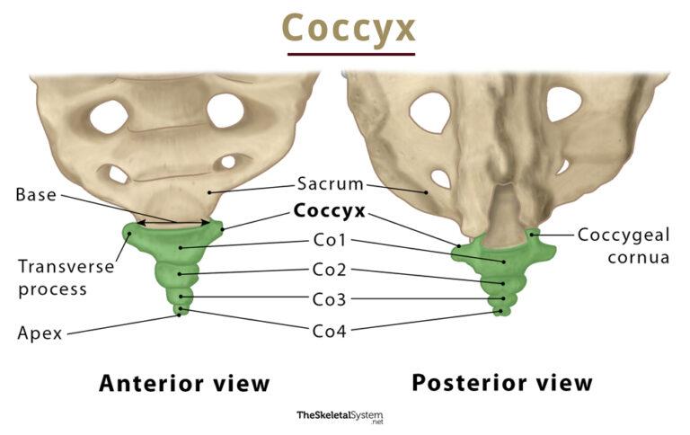 Coccyx (Tailbone) – Anatomy, Location, Functions, & Diagram