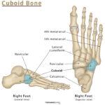 Femur: Definition, Location, Anatomy, Functions, & Diagrams