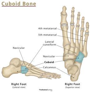 Femur: Definition, Location, Anatomy, Functions, & Diagrams